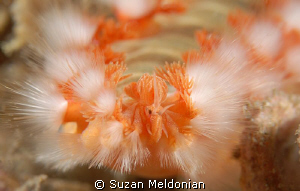 Fluffy.. a close up of a bearded fireworm. I am fairly ce... by Suzan Meldonian 